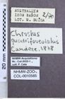 Etikette zu Chrostus quadrifoveolatus (NHMW-ZOO-COL-0010565)